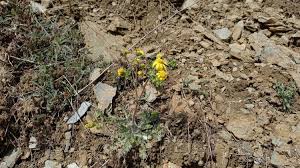 Attēlu rezultāti vaicājumam “Senecio vernalis”