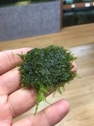 Attēlu rezultāti vaicājumam “Fissidens arnoldii macro”