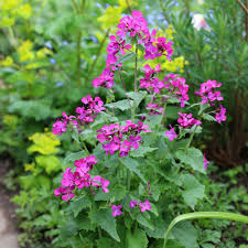 Attēlu rezultāti vaicājumam “Lunaria annua flower”
