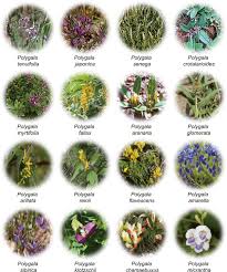 Attēlu rezultāti vaicājumam “Polygala amarella leaf”