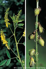Attēlu rezultāti vaicājumam “Melilotus officinalis”