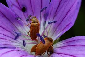 Attēlu rezultāti vaicājumam “Byturus ochraceus”