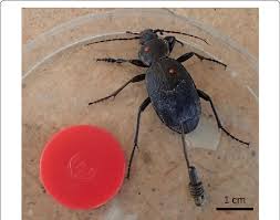 Attēlu rezultāti vaicājumam “Carabus coriaceus”