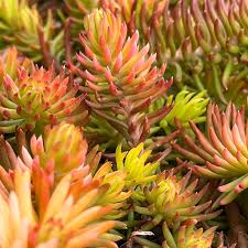 Attēlu rezultāti vaicājumam “Sedum rupestre”