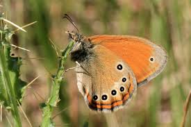 Attēlu rezultāti vaicājumam “Coenonympha hero underside”