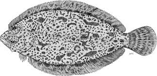 Image result for Liopsetta glacialis