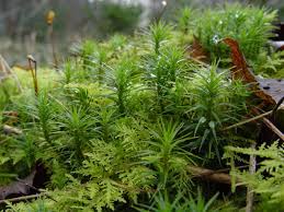 Attēlu rezultāti vaicājumam “Polytrichastrum formosum”