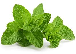 Attēlu rezultāti vaicājumam “Mentha arvensis”