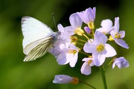 Attēlu rezultāti vaicājumam “Cardamine pratensis flower”