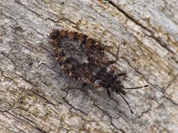 Attēlu rezultāti vaicājumam “Aradus betulae”