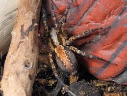 Attēlu rezultāti vaicājumam “Agelenidae”