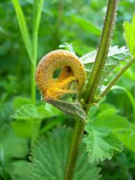 Attēlu rezultāti vaicājumam “Puccinia urticata”