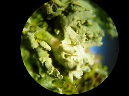 Attēlu rezultāti vaicājumam “Physcia tenella”