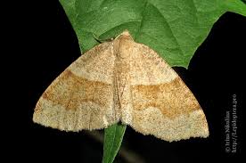 Attēlu rezultāti vaicājumam “Plagodis pulveraria”