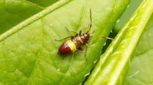 Attēlu rezultāti vaicājumam “Closterotomus biclavatus imago”