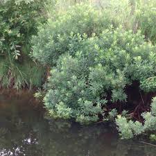Attēlu rezultāti vaicājumam “Myrica gale”