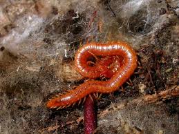 Attēlu rezultāti vaicājumam “Geophilidae”