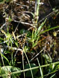 Attēlu rezultāti vaicājumam “Carex dioica”