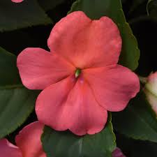 Image result for Impatiens walleriana