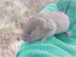 Attēlu rezultāti vaicājumam “Microtus agrestis”