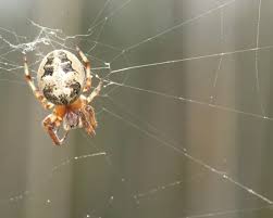 Attēlu rezultāti vaicājumam “Larinioides cornutus male”