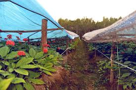 Attēlu rezultāti vaicājumam “Herminium monorchis fruit”