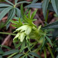 Image result for Nieswurz