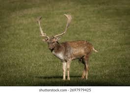 Attēlu rezultāti vaicājumam “Dama dama”