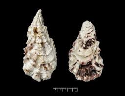 Attēlu rezultāti vaicājumam “Megalaria grossa”