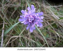 Image result for Scabiosa canescens