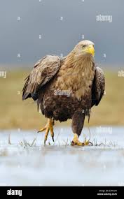 Attēlu rezultāti vaicājumam “Haliaeetus albicilla adult”