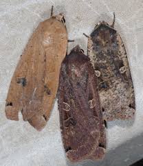 Attēlu rezultāti vaicājumam “Noctua pronuba”