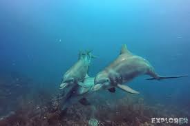 Image result for Belfairs Dolphins Snorkelling Club