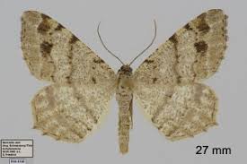 Attēlu rezultāti vaicājumam “Macaria signaria”