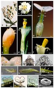Attēlu rezultāti vaicājumam “Achillea millefolium bud”