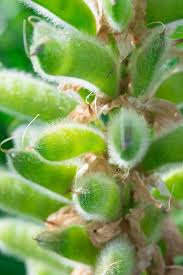 Attēlu rezultāti vaicājumam “Lupinus polyphyllus fruit”