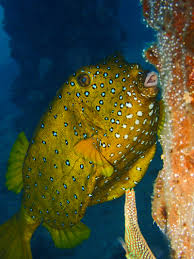 Image result for Epinephelus tukula