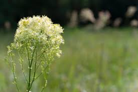 Attēlu rezultāti vaicājumam “Thalictrum flavum flower”
