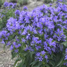 Image result for Campanula strigosa