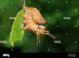 Attēlu rezultāti vaicājumam “Stauropus fagi larva”