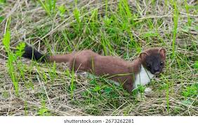 Attēlu rezultāti vaicājumam “Mustela erminea”