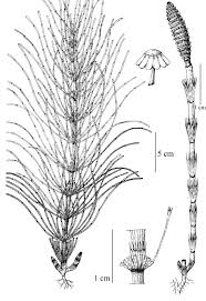 Attēlu rezultāti vaicājumam “Equisetum telmateia”