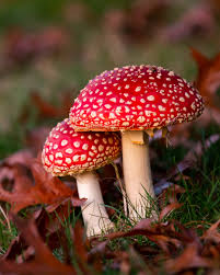 Image result for vliegenzwam