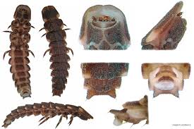 Attēlu rezultāti vaicājumam “Lampyris noctiluca”