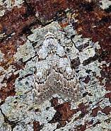 Attēlu rezultāti vaicājumam “Nola confusalis”