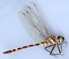 Attēlu rezultāti vaicājumam “Dianema nivale macro”