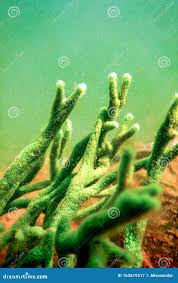 Attēlu rezultāti vaicājumam “Spongilla lacustris”