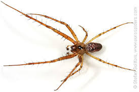 Attēlu rezultāti vaicājumam “Metellina segmentata”