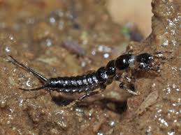 Attēlu rezultāti vaicājumam “Loricera pilicornis”