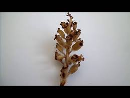 Attēlu rezultāti vaicājumam “Neottia nidus-avis bud”